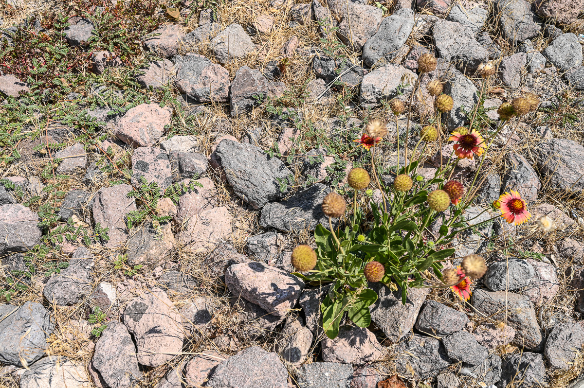 Neighborhood 2020-08-16-5